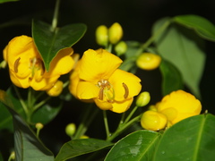 Cassiinae