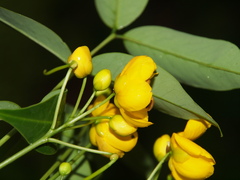 Cassiinae