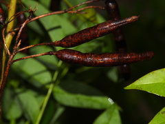 Cassiinae