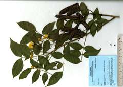 Cassiinae