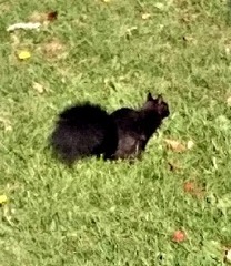 Sciurus carolinensis