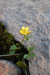 Ranunculus pygmaeus