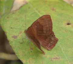 Abisara bifasciata suffusa