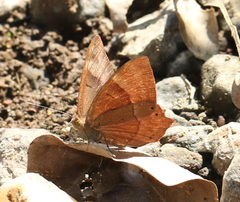Abisara bifasciata suffusa