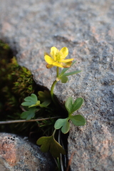 Ranunculus pygmaeus