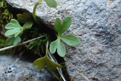 Ranunculus pygmaeus