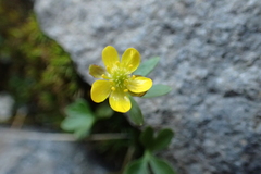 Ranunculus pygmaeus