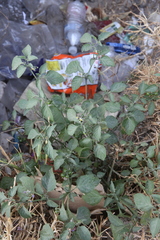 Solanum