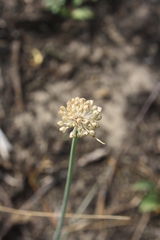 Allium saxatile