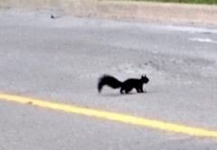 Sciurus carolinensis