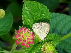 Zizula hylax pygmaea