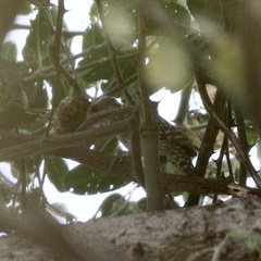Chloropicus obsoletus