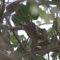 Chloropicus obsoletus
