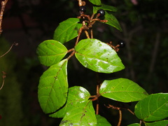 Tetrastigma