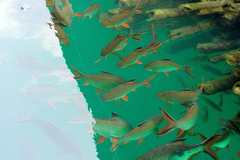 Barbonymus schwanefeldii