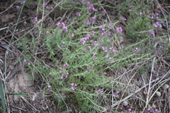 Thymus pallasianus