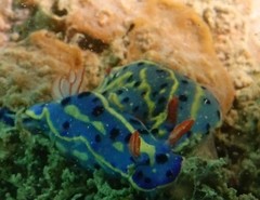 Hypselodoris festiva
