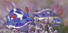 Hypselodoris festiva
