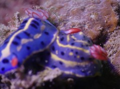 Hypselodoris festiva