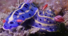Hypselodoris festiva