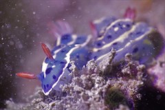 Hypselodoris festiva