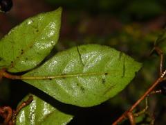 Tetrastigma