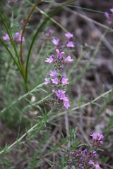 Thymus pallasianus