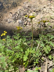 Tauschia texana
