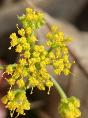 Tauschia texana