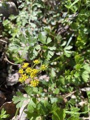 Tauschia texana