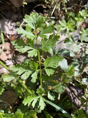 Tauschia texana