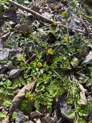 Tauschia texana
