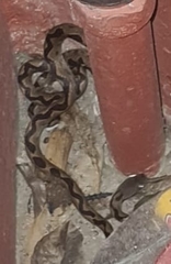 Leptodeira ashmeadii