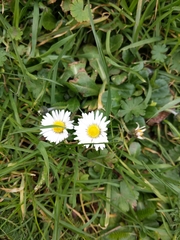 Bellis perennis