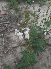 Pitraea cuneato-ovata