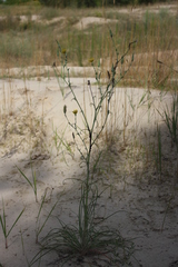 Tragopogon ucrainicus
