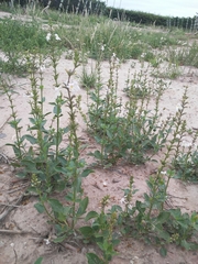 Pitraea cuneato-ovata