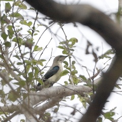 Cinnyris pulchellus pulchellus