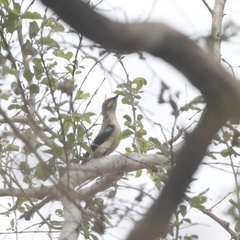 Cinnyris pulchellus pulchellus