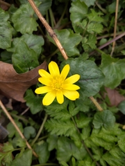 Ficaria verna