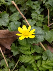 Ficaria verna