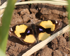 Junonia hierta hierta