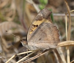 Junonia hierta hierta