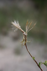 Tragopogon ucrainicus
