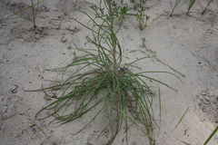 Tragopogon ucrainicus