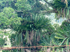 Vriesea gigantea