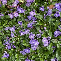 Ajuga pygmaea