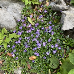Ajuga pygmaea