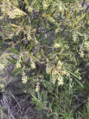 Ornithostaphylos oppositifolia