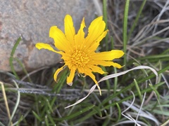 Gazania linearis linearis